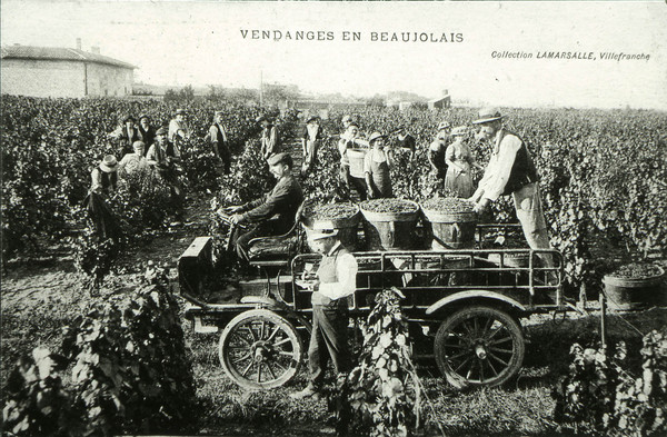 Des vendanges manuelles aux vendanges mécaniques